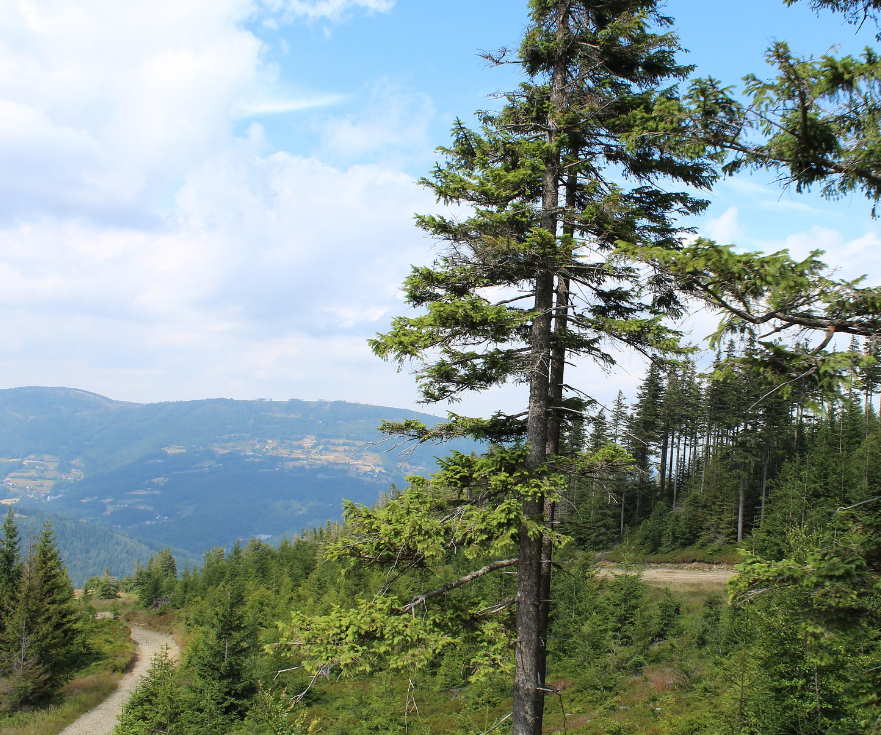 Jana Jadron Übersetzungen Forest